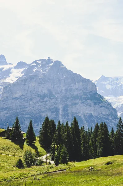 Nyári alpesi táj rögzített függőleges fotózás. Grindelwald felett vették fel a Bachalpsee tóhoz vezető ösvényen. A nap süt a hegyekre a háttérben. — Stock Fotó