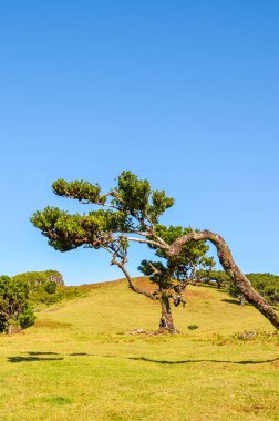 Fanal, Madeira Adası, Portekiz 'deki eski defne ağaçları. Laurissilva Ormanı, Paul da Serra platosunda yer almaktadır. Doğal turist eğlencesi. Ağaç gövdesi ve dallar. Dikey fotoğraf