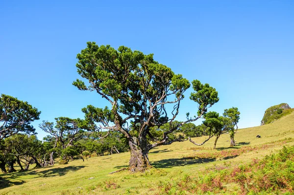Old laurel tree forest in Fanal, Madeira Island, Portugal. Laurissilva forest located on the plateau of Paul da Serra. Natural tourist attraction. Trees on the hill on a clear sunny day