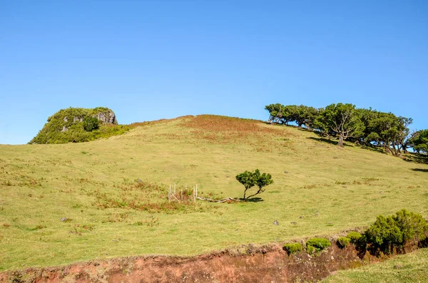 Gyönyörű Fanal Madeira szigetén, Portugáliában. Található a fennsíkon Paul da Serra körülvéve a Laurissilva erdő. Öreg babérfák egy dombon. Laurel erdő. Jelentős természeti örökség — Stock Fotó