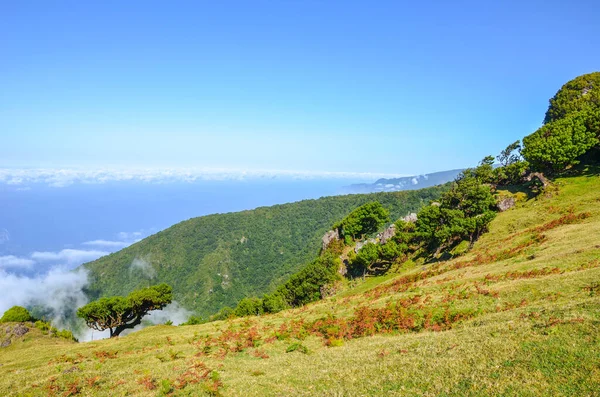 Nézőpont Fanal, Madeira sziget, Portugália. Található a fennsíkon Paul da Serra körülvéve a Laurissilva erdő. Öreg babérfák egy dombon. Laurel erdő az Atlanti-óceán felett — Stock Fotó