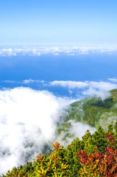 Nézőpont Fanal, Madeira sziget, Portugália. A felhők fölötti szintről fényképezték. Régi babérerdő egy dombon a háttérben. Az Atlanti-óceán kék vizei, fehér felhők fentről — Stock Fotó