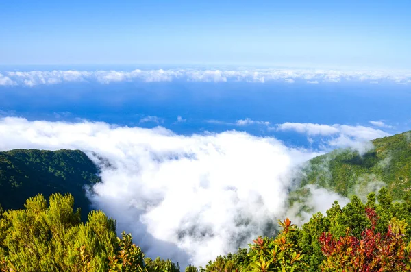 Lenyűgöző kilátás Fanal, Madeira, Portugália. A felhők fölötti szintről fényképezték. Régi babérerdő egy dombon a háttérben. Az Atlanti-óceán kék vizei, fehér felhők fentről — Stock Fotó