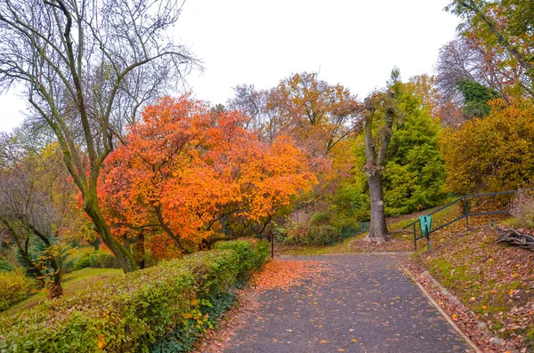 ハンガリーのブダペストにあるゲレルト ヒルの市内公園の道沿いの前景にある倒木 秋の木の枝や葉 オレンジと赤の色で秋の木 横写真 — ストック写真