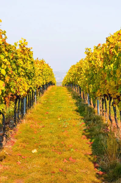 Vigneto Autunnale Colore Giallo Arancio Con Uve Mature Pinot Grigio — Foto Stock