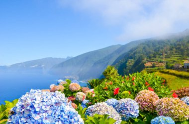 Renkli çiçekler ve Madeira Adası 'nın güzel kuzey kıyıları, Portekiz. Tipik ortanca, Hortensiya çiçekleri. Atlantik Okyanusu kıyısındaki inanılmaz kıyı manzarası. Seçici odak, bulanık arkaplan.