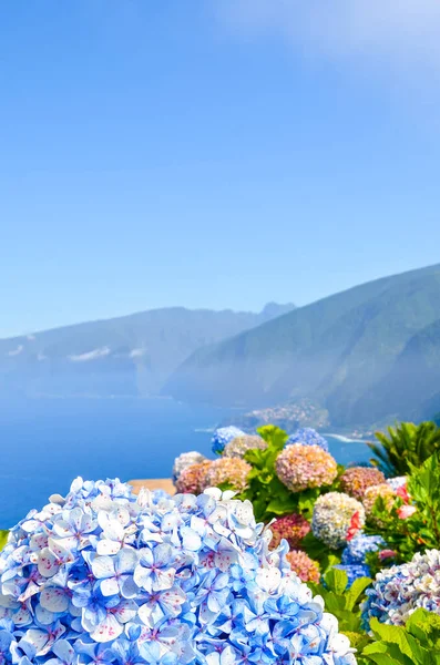 カラフルな花やポルトガルのマデイラ島の美しい北海岸 典型的なアジサイ ホルテンシアの花 大西洋による素晴らしい海岸風景 選択的焦点 ぼやけた背景 — ストック写真