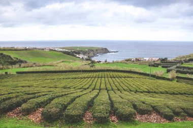 Porto Formoso, Sao Miguel Adası, Azores, Portekiz 'deki Atlantik Okyanusu' nun üzerindeki tepenin üzerindeki çay tarlaları. Yokuştaki sıra sıra çay çalıları. Bulutlu gökyüzü. Çay tarlaları, çay ekimi..