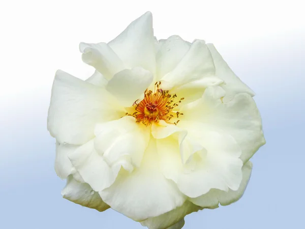 Rosa de otoño blanco —  Fotos de Stock