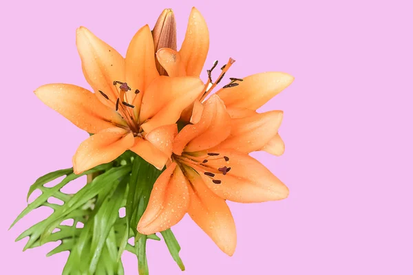 Lily, çiçek sevinç