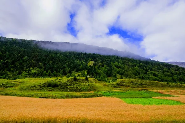 Le blé se dirige sur un champ avec des montagnes sur un fond en zone rurale — Photo