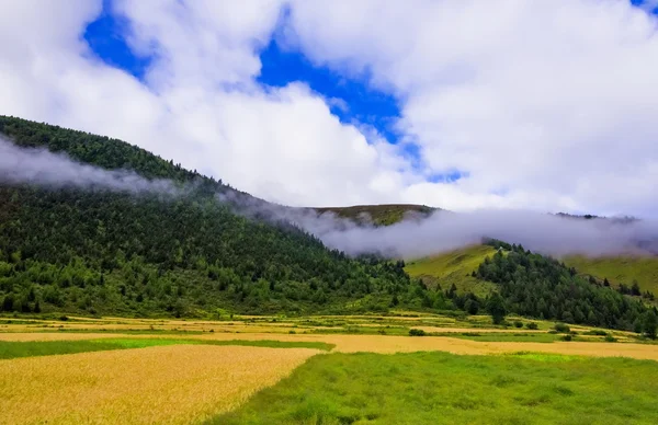 Cabeças de trigo em um campo com montanhas em um fundo na área rural — Fotografia de Stock