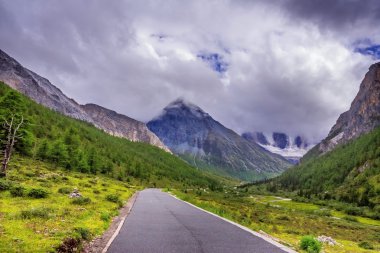 yolda çam ormanı ile kar dağ yolu