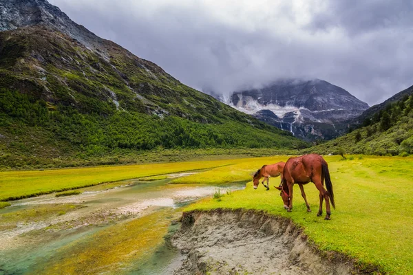 Cavalo comendo grama em pasto Chongu em Yading reserva de nível nacional — Fotografia de Stock