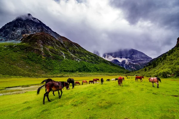 Yading ulusal düzeyde rezerv Chongu mera üzerinde çim yeme at
