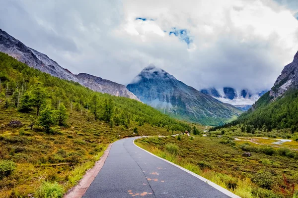Road to the snow mountain with pine forest on the way — Stock Photo, Image