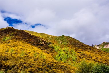 Çam ağacı ormanları temelini Jade Dragon kar dağ, Yading, Çin