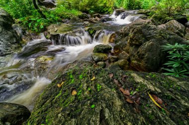 Tropikal orman akışında