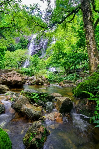 Stream in tropical jungle — Stock Photo, Image