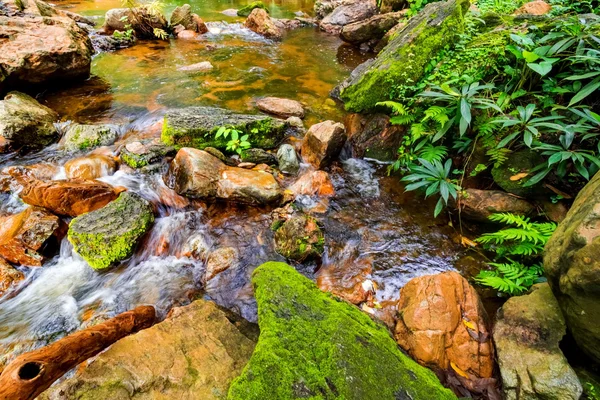 Stream in tropical jungle — Stock Photo, Image