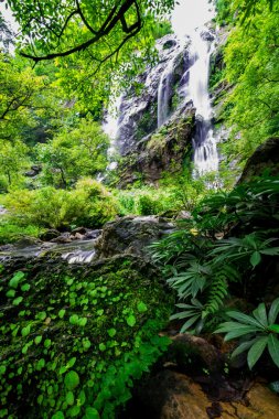 Tropikal orman akışında
