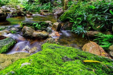 Tropikal orman akışında