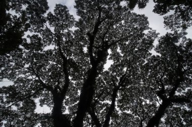 Uzun ömürlü büyük kafur ağacı ile dal yeşil orman önünde