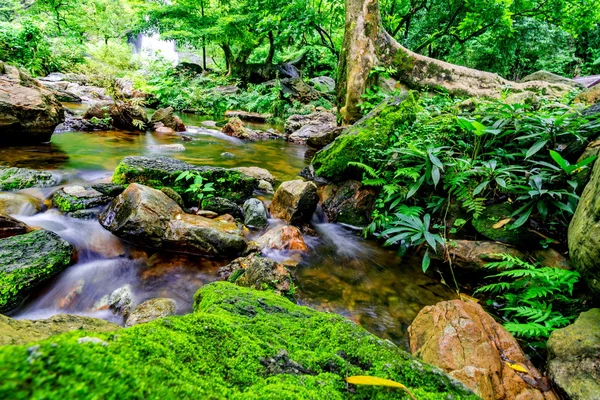 Stream in tropische jungle — Stockfoto