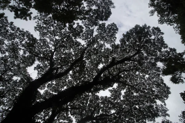 Длинное большое кемхор-дерево с сухарями перед зеленым лесом — стоковое фото