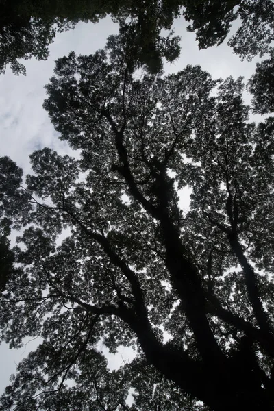 Dlouhověkosti velké kafrový strom s větev před zelený Les — Stock fotografie