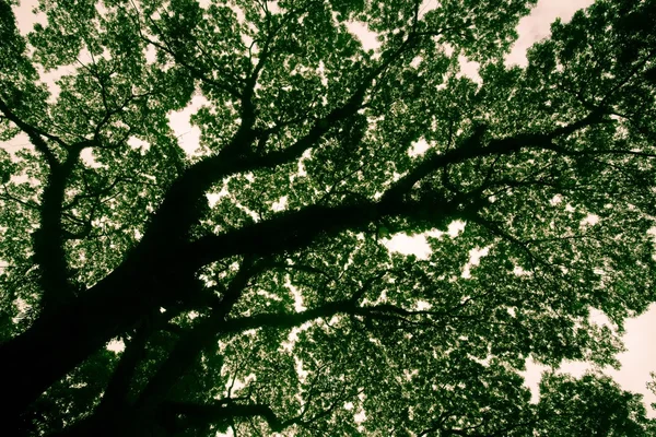 Longevidad gran árbol de alcanfor con rama en frente de bosque verde — Foto de Stock