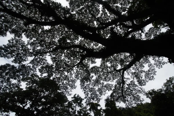 Longevidade grande árvore de cânfora com ramo na frente da floresta verde — Fotografia de Stock