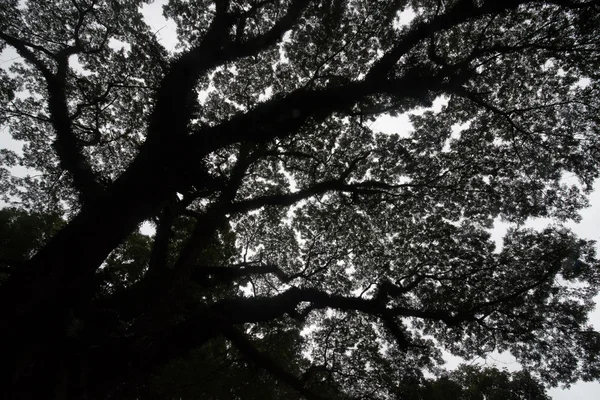 Levensduur grote Kamferboom met tak tegenover groen bos — Stockfoto