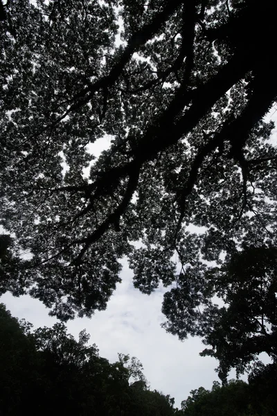 Longevidade grande árvore de cânfora com ramo na frente da floresta verde — Fotografia de Stock