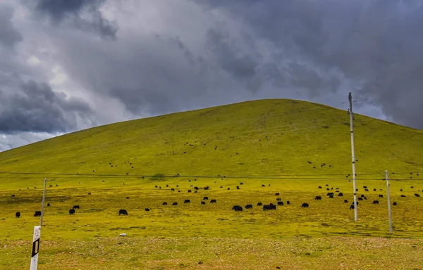 Koeien grazen in velden met de uitlopers tot de heuvels achter hen in de buurt van Buffalo, Wyoming — Stockfoto