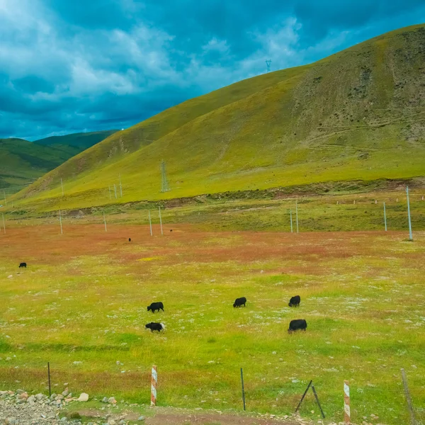 Koeien grazen in velden met de uitlopers tot de heuvels achter hen in de buurt van Buffalo, Wyoming — Stockfoto
