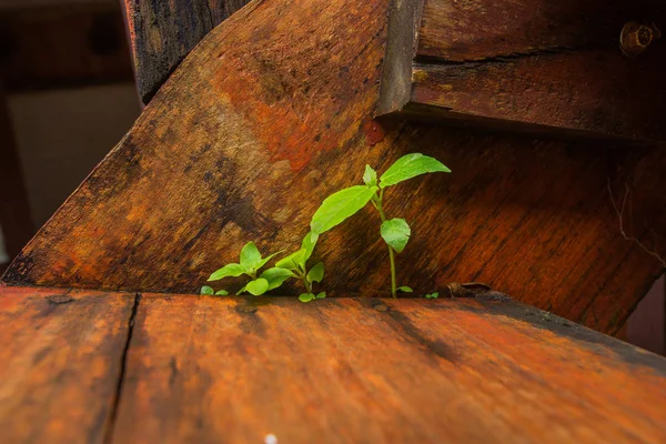 Kat eski ahşap tahta arka plan üzerinde büyüyen küçük bitki — Stok fotoğraf