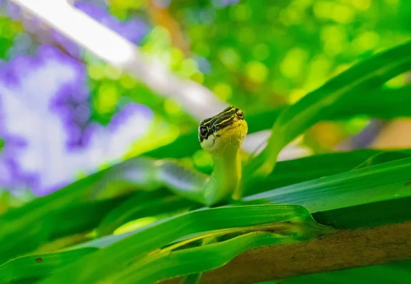Serpiente de árbol dorado — Foto de Stock