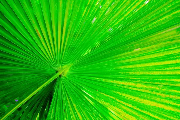 Textura de folha de palma verde — Fotografia de Stock