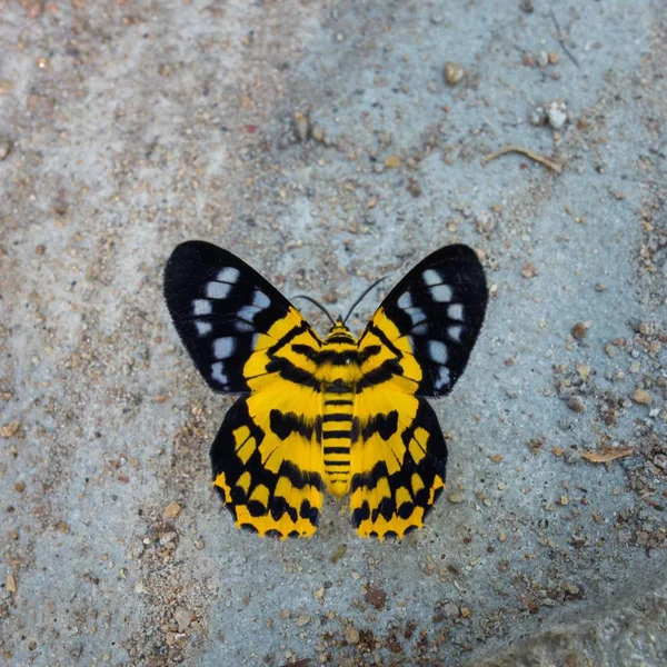 Dysphania militaris moths feeding in day time — Stock Photo, Image