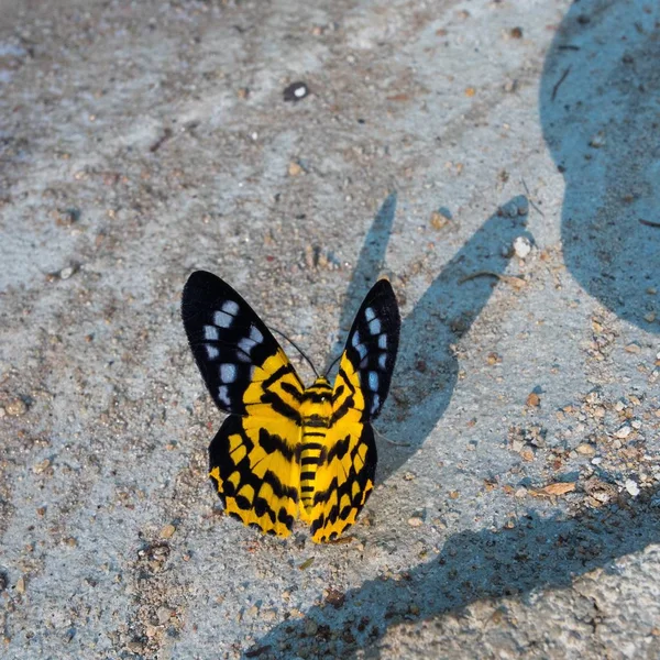 Disfania militaris mariposas alimentando-se em tempo diurno — Fotografia de Stock