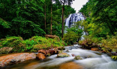 Ormanda taş şelale ve moss kapağında