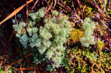 Ren geyiği Cladonia rangiferina liken