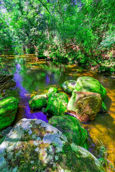 Beautiful tropical rainforest and stream in deep forest, Phu Kradueng National Park, Thailand — Stock Photo, Image