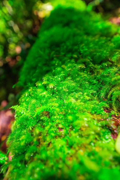 Woods with moss — Stock Photo, Image