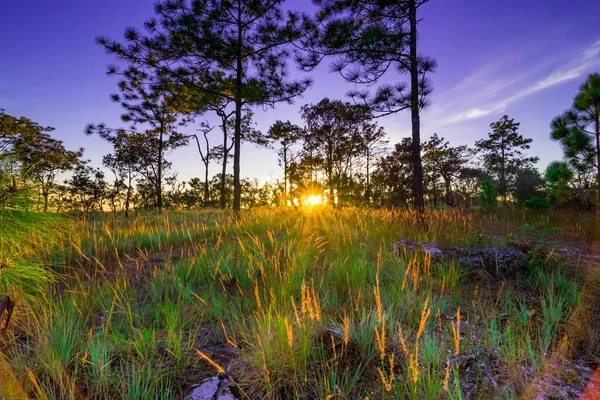 Rayos de sol a través de los troncos de los pinos — Foto de Stock