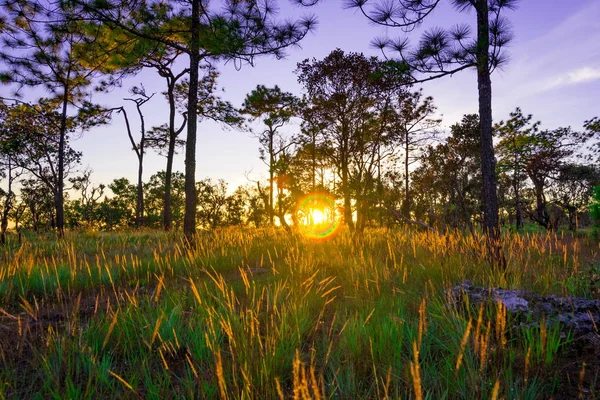 Solen strålar igenom stammarna av tallar — Stockfoto