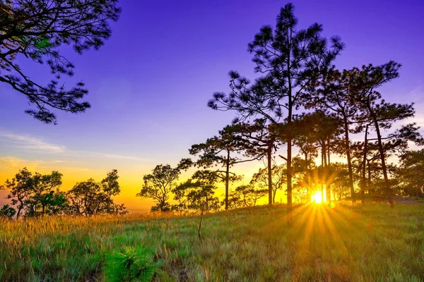 Solen strålar igenom stammarna av tallar — Stockfoto