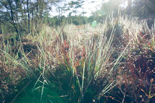 Campo de hierba durante la puesta del sol —  Fotos de Stock