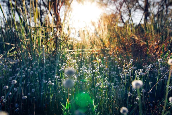 日没時の草の畑 — ストック写真